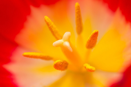 郁金香花的部分关闭