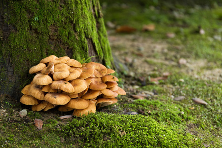 蘑菇和苔藓森林树上