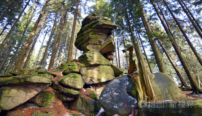 树木和石头在森林里