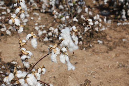 在田野上是成熟的棉花