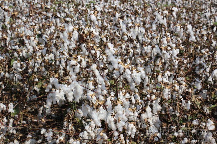 在田野上是成熟的棉花