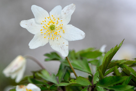 木葵葵花