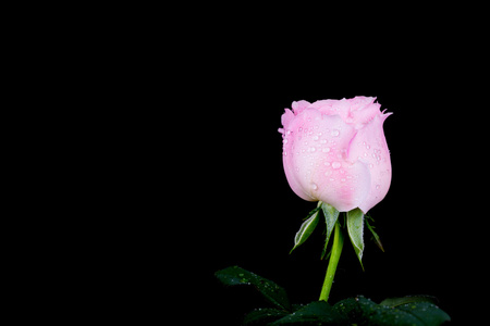 美丽的粉红色的玫瑰水滴黑色