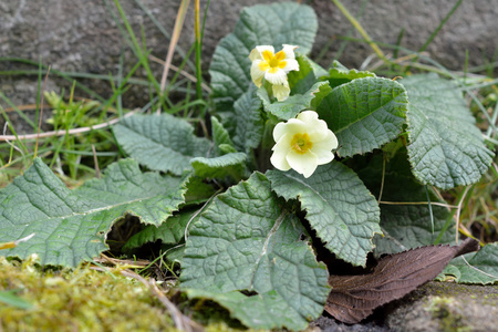 灵长类动物Primula vulgaris