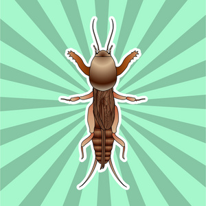 蝼蛄蝼蛄的剪影.手绘轮廓蝼蛄.矢量照片