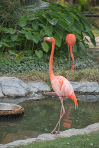 美国火烈鸟Phoenicopterus ruber ruber