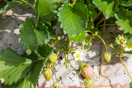 草莓种植园在泰国