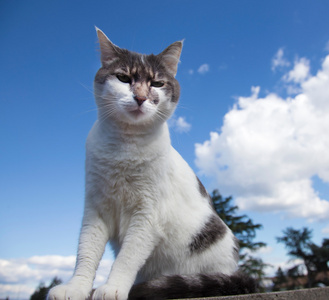 白色和灰色的猫在屋顶上图片