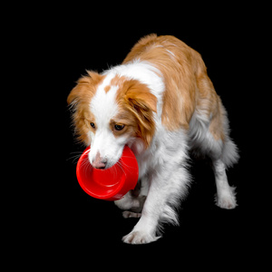 孤立在黑色红色边境牧羊犬