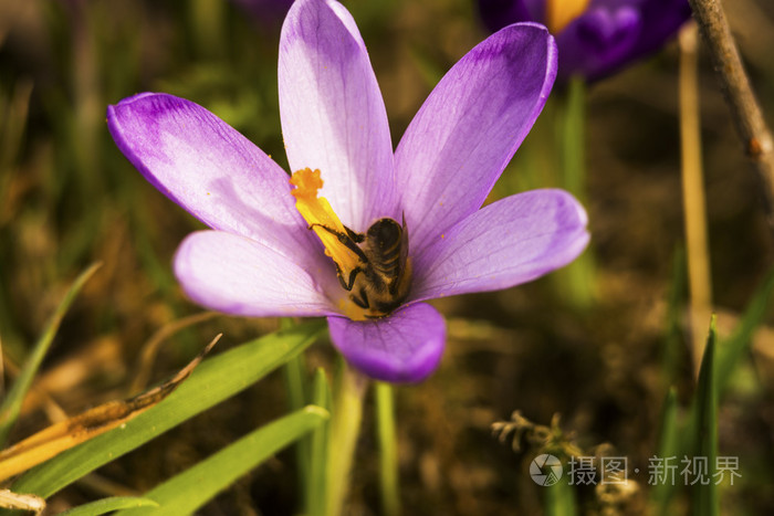 紫罗兰雪莲与蜂