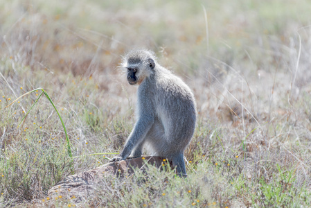 山斑马国家公园里的维韦猴子