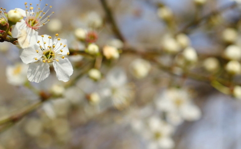 春天开花背景，李子树