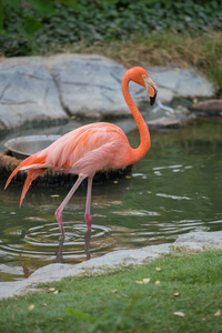 美国火烈鸟Phoenicopterus ruber ruber