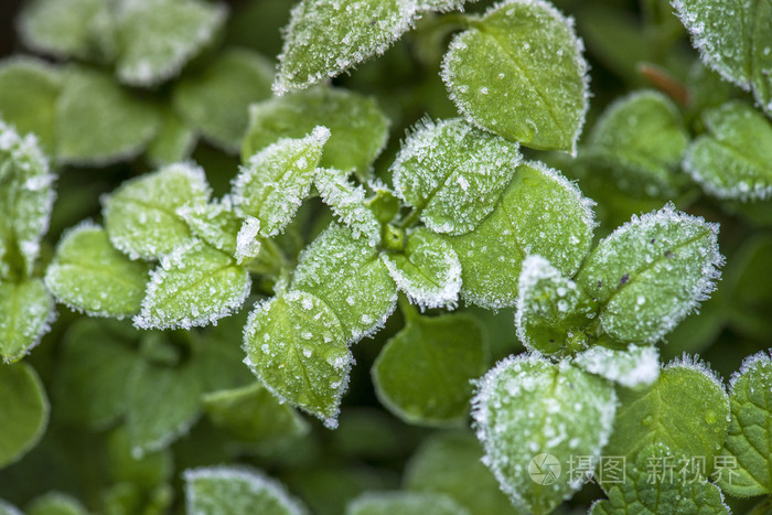 冷冻的绿色的树叶宏射击冰上的小碎片