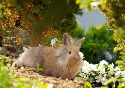可爱小复活节兔子绿色花园