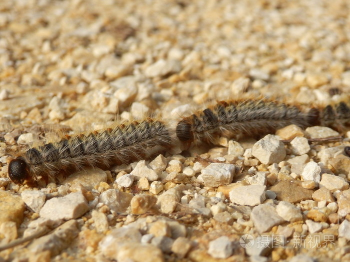 松毛虫 processionary照片-正版商用图片1moqh3-摄图新视界