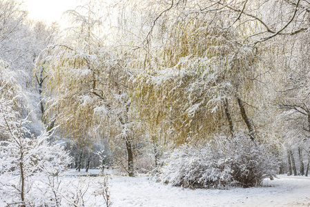 冬天的森林景观。树木在一层厚厚的雪下。俄罗斯，莫斯科索科尔尼基公园