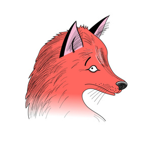 狐狸的肖像