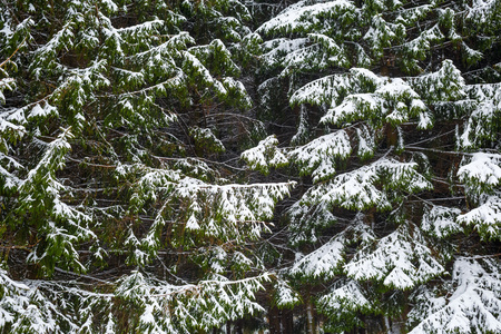 枞树和雪