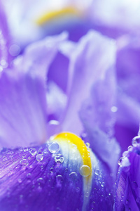 紫色鸢尾花瓣与水滴