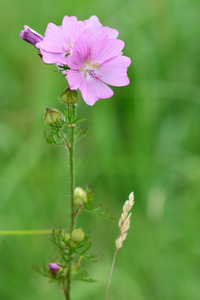 麝香马洛MalvaMoschata