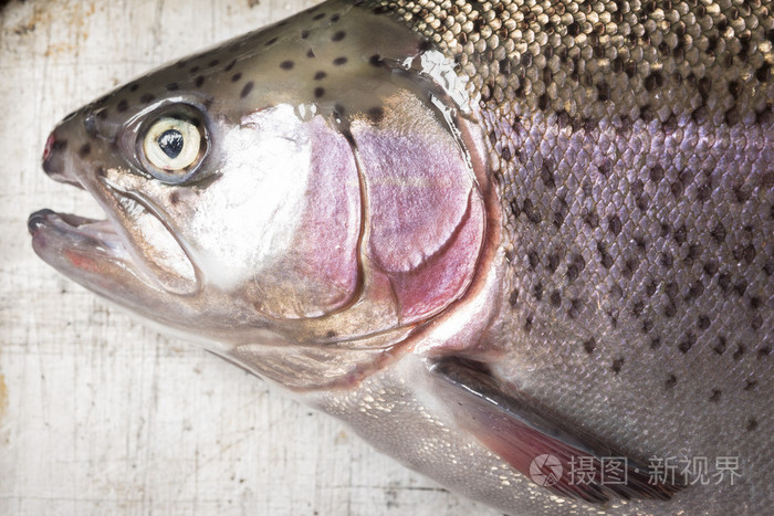 虹鳟鱼的头