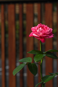 在花园里的美丽玫瑰花