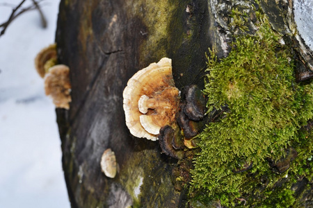 苔藓和真菌生活在平衡木上图片