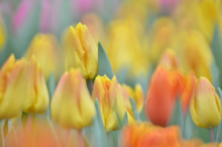 郁金香花田