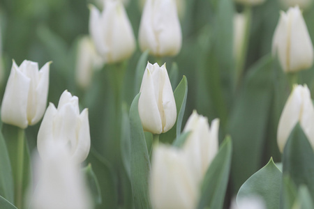 花卉展上的郁金香花场