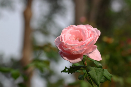 在花园里的美丽玫瑰花