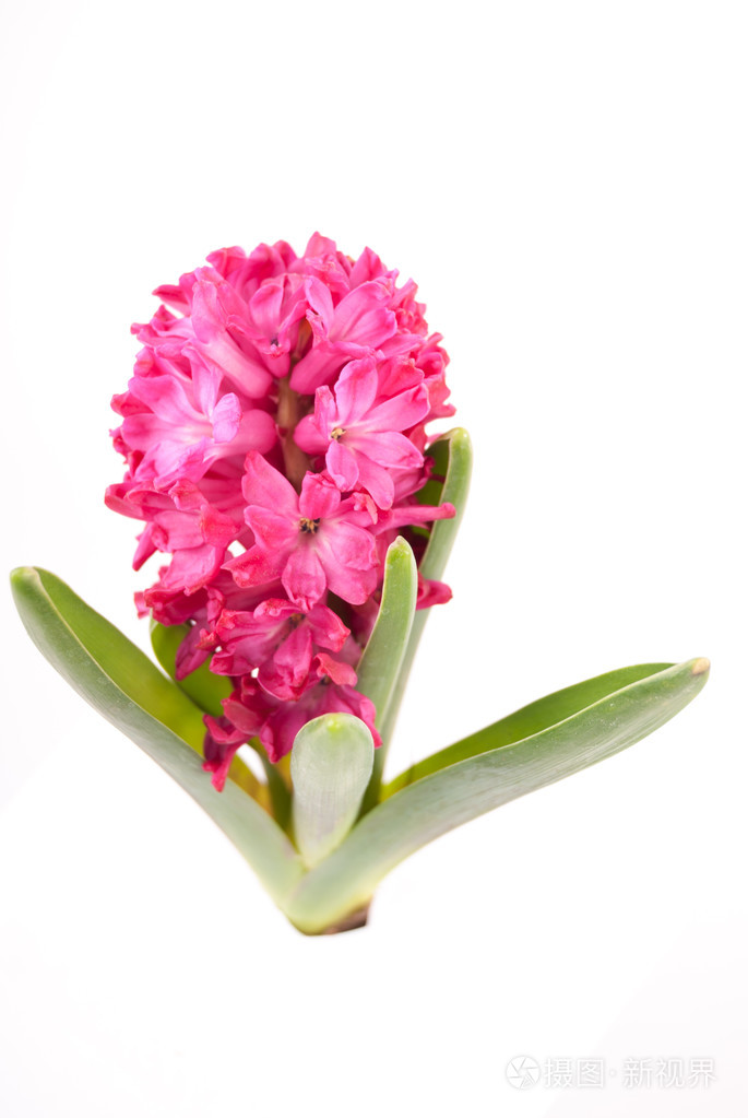 在白色背景上的粉红色风信子