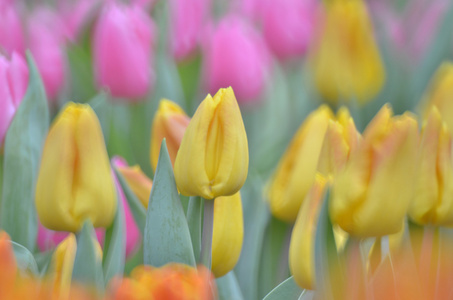 郁金香花田