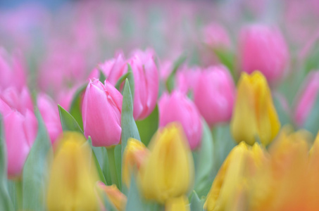 郁金香花田