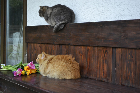 坐在附近的木凳上的蓬松姜猫