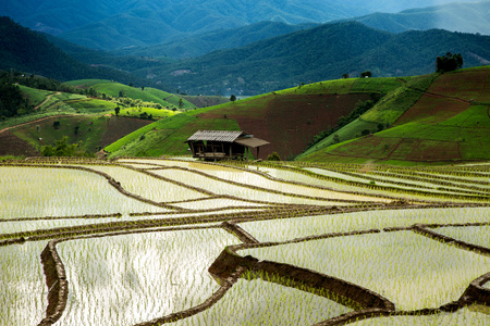 在 Cheing 清迈，泰国北部传统农业
