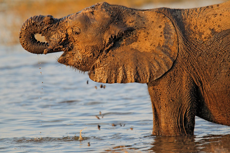 非洲大象喝