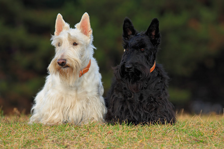 pair of  scottish terriers照片