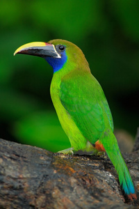 蓝喉 Toucanet 在自然栖息地