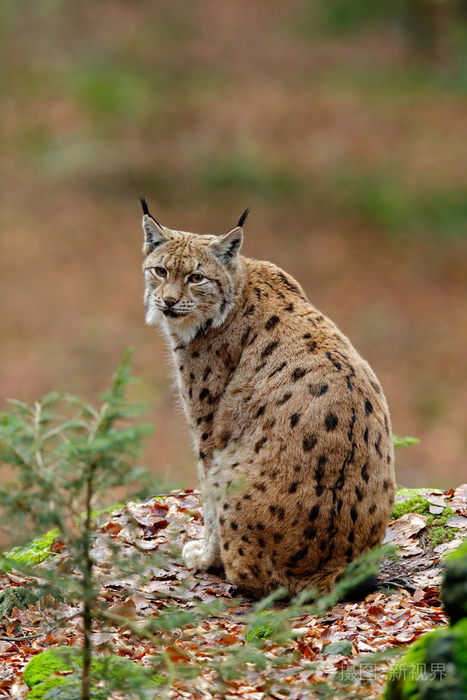 欧亚猞猁只漂亮的猫