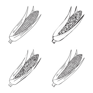 手工绘制的插图的玉米