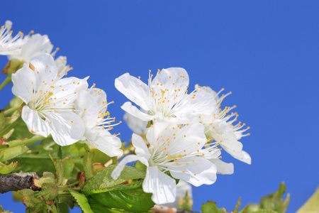 开花树枝