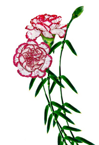 香石竹花的花束