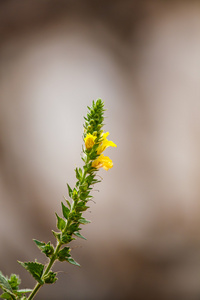 草花关闭