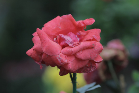 大自然的红玫瑰