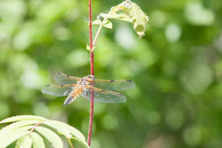 美丽的蜻蜓点缀绿色的树叶图片