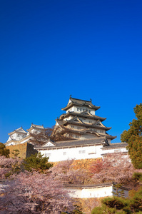 樱花在姬路市青山在神户，日本姬路市