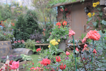 香港园林花卉花园图片