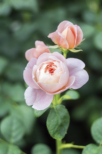 粉红玫瑰花朵
