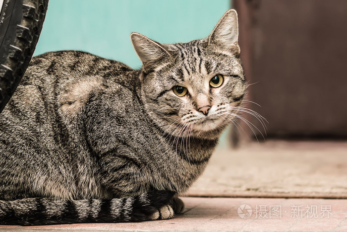 罕见灰狸花猫虎斑图片